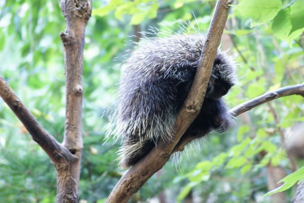 Porcupine